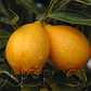 Centenniel Variegated Budwood citrus plant material online shopping