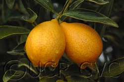 Centenniel Variegated Budwood citrus plant material online shopping