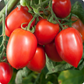Amish Paste Organic Tomato