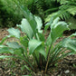 Violetta Hosta Plants online shopping