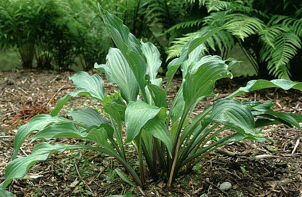 Violetta Hosta Plants online shopping