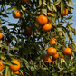Temple x Dancy Mandarin Hybrid Budwood citrus plant material online shopping