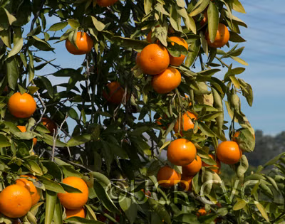 Temple x Dancy Mandarin Hybrid Budwood citrus plant material online shopping