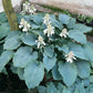 Queen Of The Seas Hosta Plants online shopping
