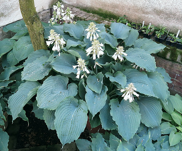 Queen Of The Seas Hosta Plants online shopping
