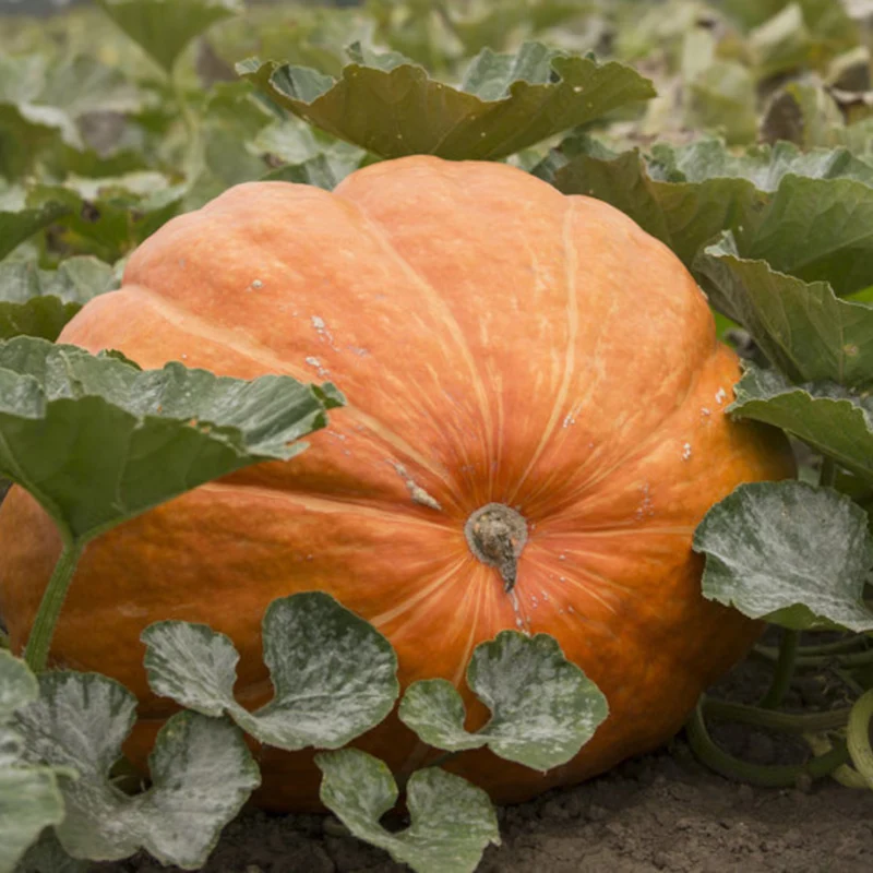 Dill's Atlantic Giant Pumpkin Seeds online shopping