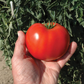 Mountain Merit Tomato