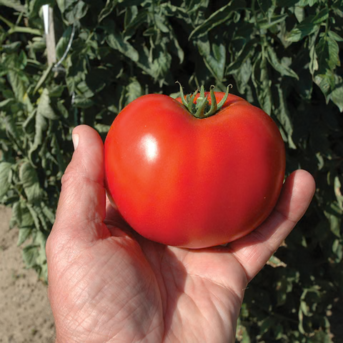 Mountain Merit Tomato