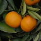 Monreal Clementine Budwood citrus plant material online shopping