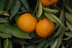 Monreal Clementine Budwood citrus plant material online shopping