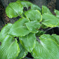 Sugar Cookie Hosta Plants online shopping