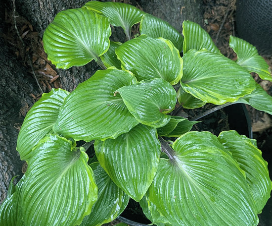 Sugar Cookie Hosta Plants online shopping