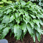 Ringtail Hosta Plants online shopping
