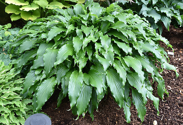 Ringtail Hosta Plants online shopping