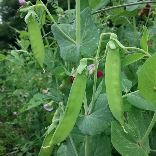 Dwarf Grey Sugar Snow Pea Seeds online shopping
