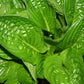 Midnight Oil Hosta Plants online shopping