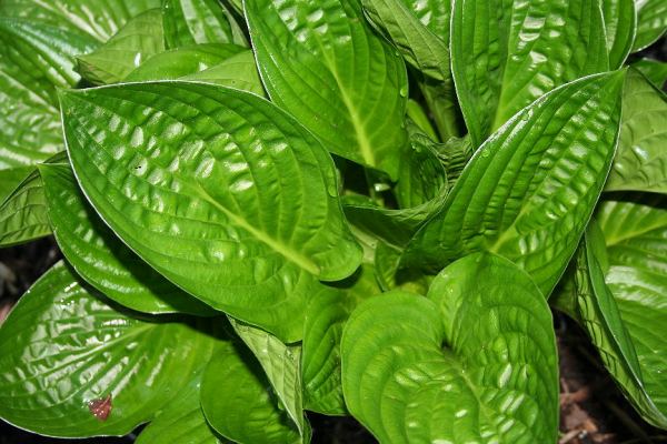Midnight Oil Hosta Plants online shopping