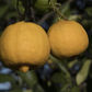 Marrakech Limonette Limetta Budwood citrus plant material online shopping