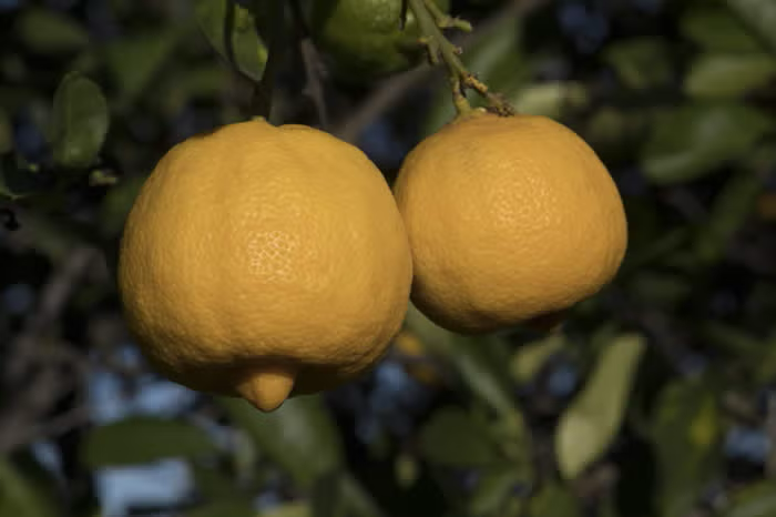 Marrakech Limonette Limetta Budwood citrus plant material online shopping