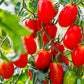 La Roma Tomato