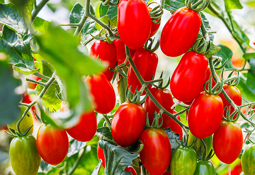 La Roma Tomato