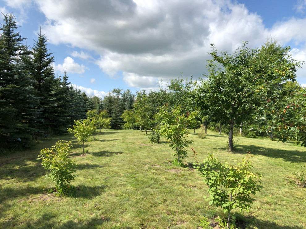 Capilano Sweet Freestone Apricot Self Fertile Hardy Tree Young Plants in Newly Planted Food Forest Orchard