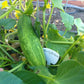 Early Fortune Organic Cucumber