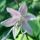 Suzanne Mahler Hosta Plants online shopping
