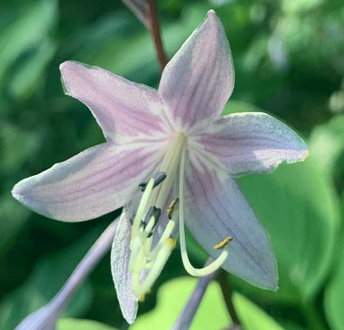 Suzanne Mahler Hosta Plants online shopping