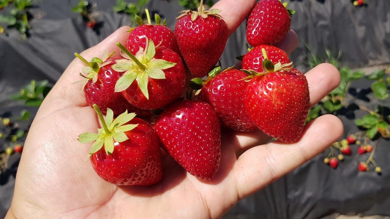 Cabrillo Day Neutral Strawberry