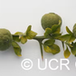 Trifoliate #22 Budwood citrus plant material online shopping