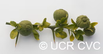Trifoliate #22 Budwood citrus plant material online shopping