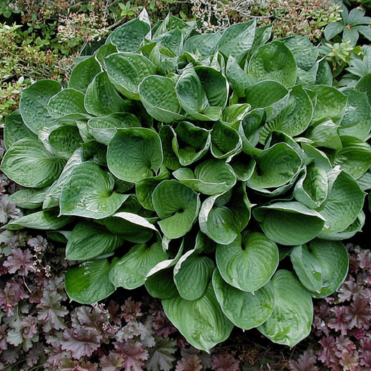 Second Wind Hosta Plants online shopping