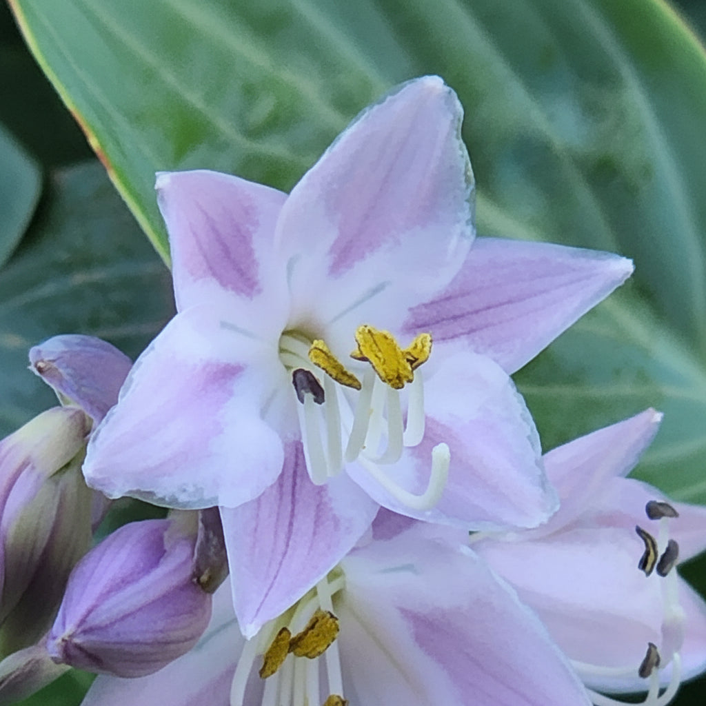 Prairie Sky Hosta Plants online shopping