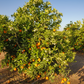 Valencia Late Orange Budwood citrus plant material online shopping