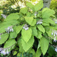 Shimmy Shake Hosta Plants online shopping