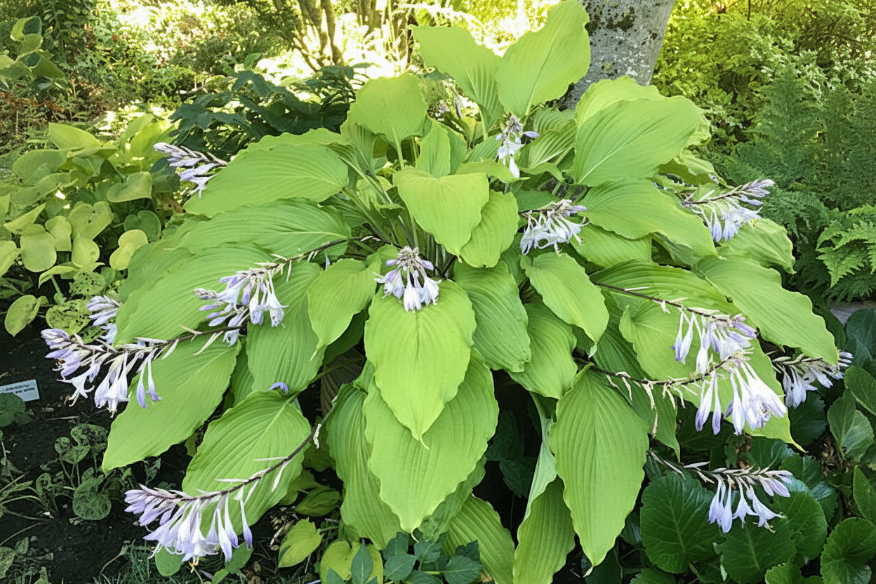 Shimmy Shake Hosta Plants online shopping