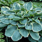 Lakeside Hazy Morn Hosta Plants online shopping