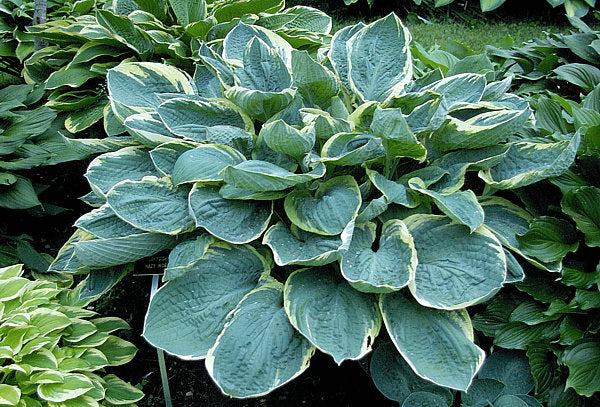 Lakeside Hazy Morn Hosta Plants online shopping