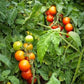 Gardener's Delight Cherry Tomato