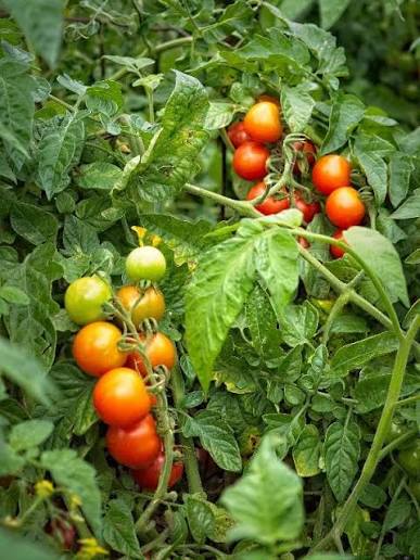 Gardener's Delight Cherry Tomato