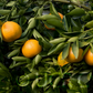 Shasta Gold Mandarin Plant citrus plant material online shopping