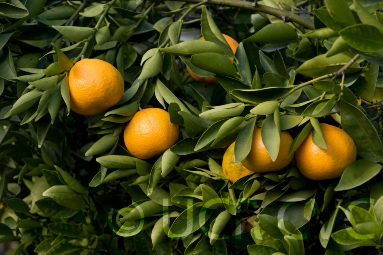 Shasta Gold Mandarin Plant citrus plant material online shopping