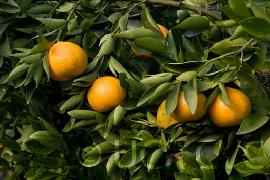 Shasta Gold Mandarin Plant citrus plant material online shopping