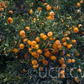 Seedless Kishu Mandarin Budwood citrus plant material online shopping