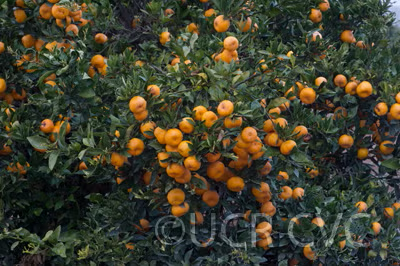 Seedless Kishu Mandarin Budwood citrus plant material online shopping