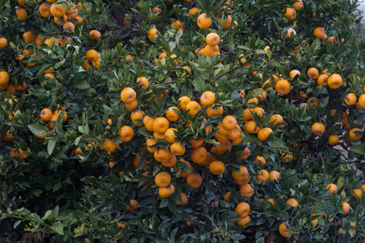 Seedless Kishu Mandarin Budwood citrus plant material online shopping