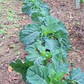 Champion Organic Collard