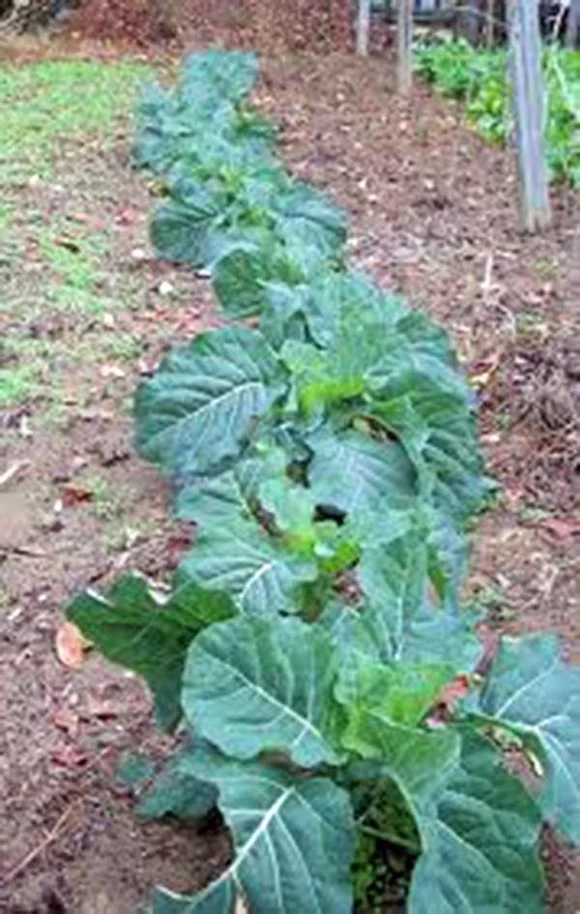Champion Organic Collard