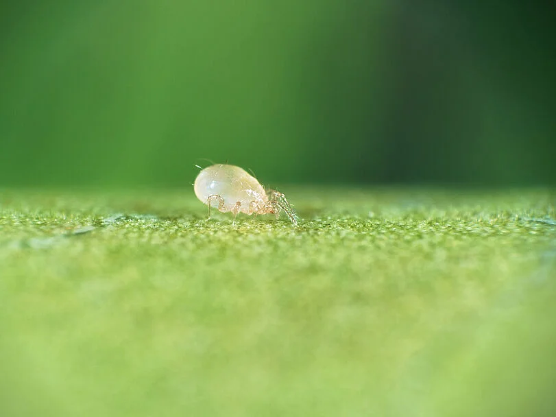 Swirski Mite Predatory Mite